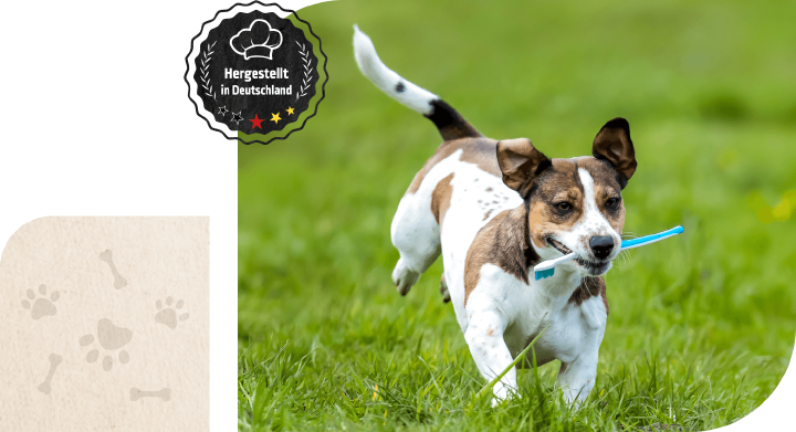 Bild Einstieg Hoeveler Dog ZAHN PLUS